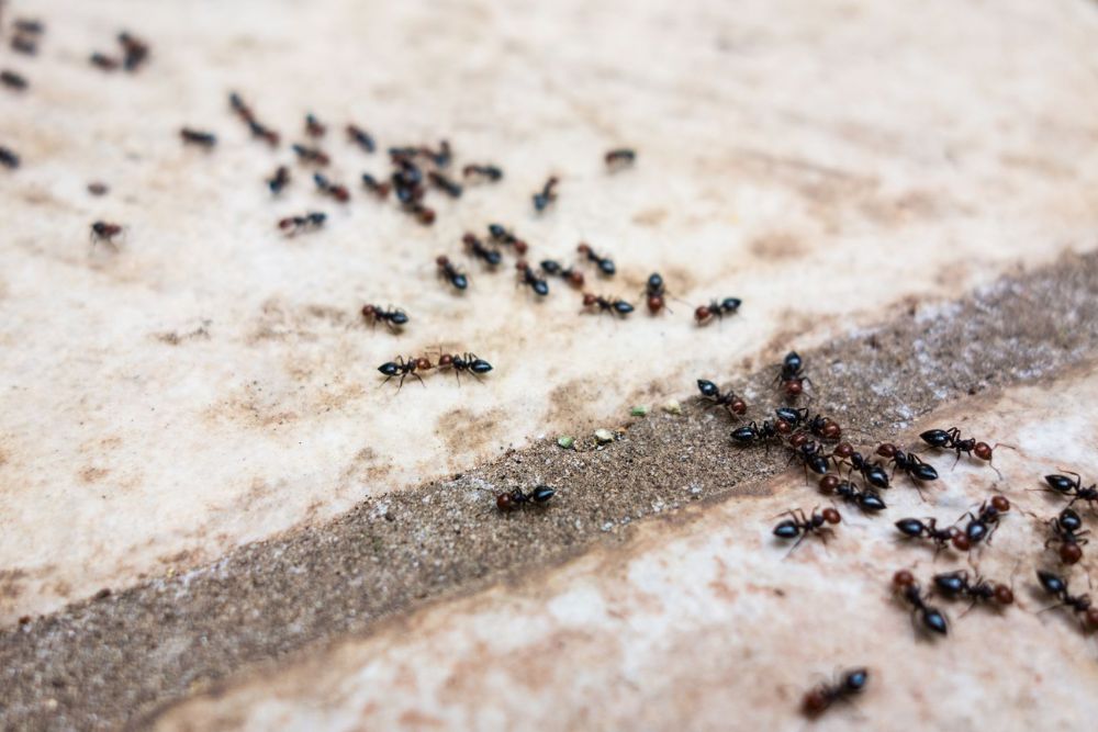 A floor infested with ants, illustrating the necessity for ant control services in Seattle, WA.