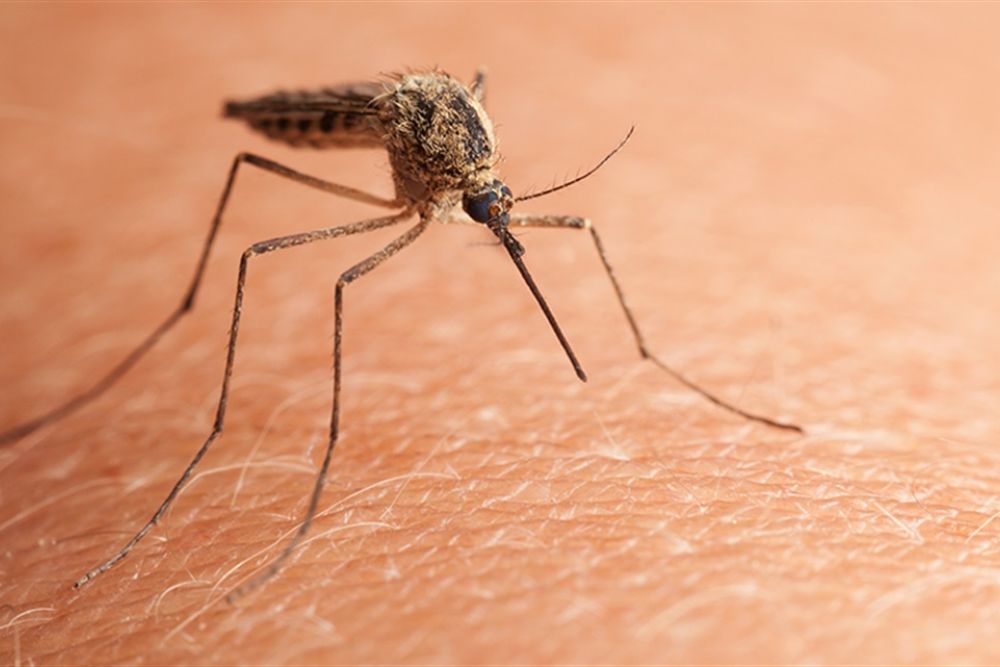 Image showing mosquito bites on skin, illustrating the necessity for effective mosquito control in Seattle, WA.