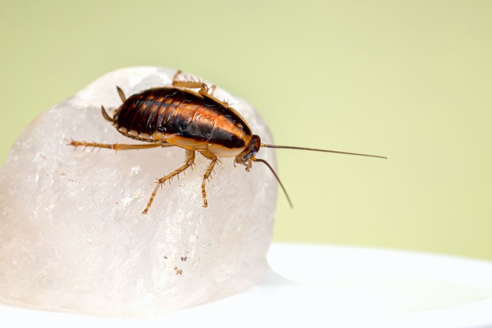 A cockroach situated on a rock, highlighting pest control services in Seattle, WA.