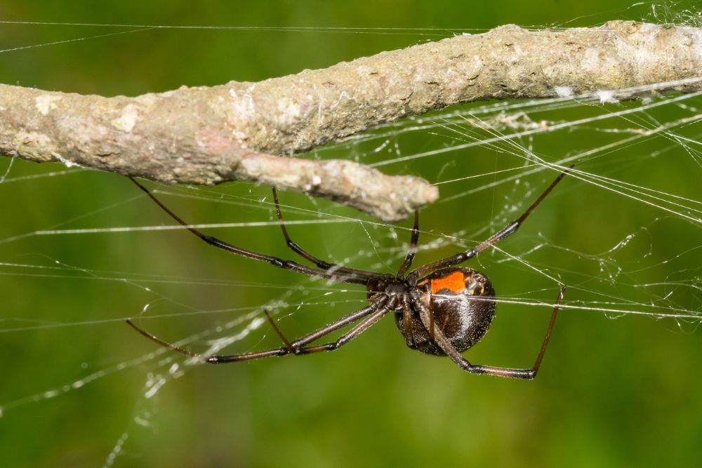 A black widow spider sits on its web, illustrating the necessity for spider control services in Seattle, WA.