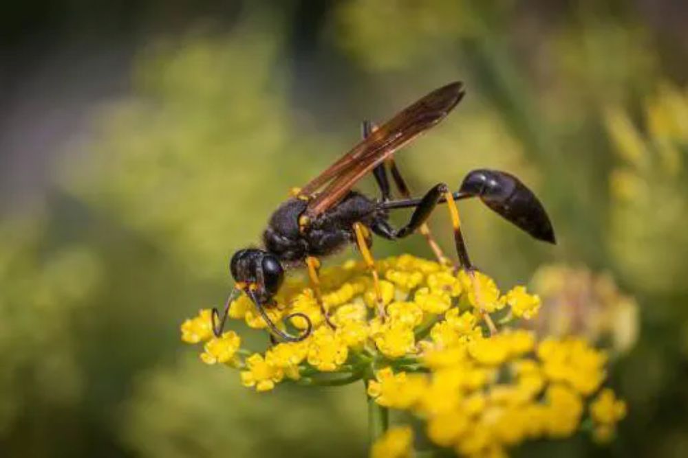 A wasp resting on a yellow flower, illustrating the relevance of stinging insect control services in Seattle, WA.