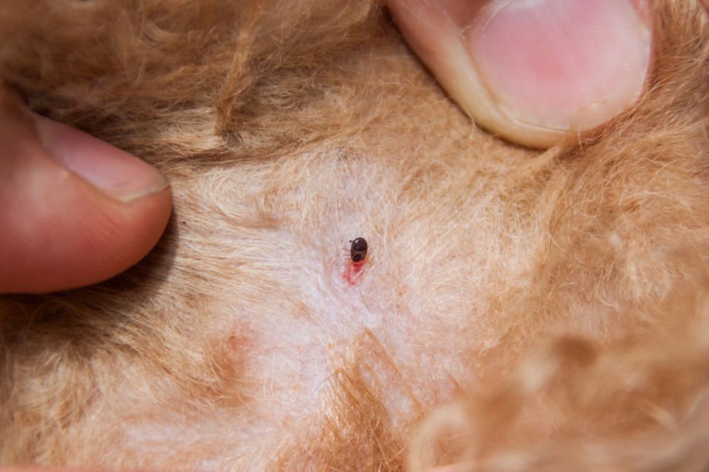 A small red dot on the back of a dog's head, suggesting a tick, related to flea and tick control in Seattle, WA.
